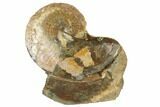 Cretaceous Fossil Ammonite (Sphenodiscus) - South Dakota #189350-1